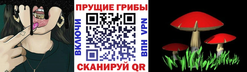 где купить наркоту  Иноземцево  Галлюциногенные грибы MAGIC MUSHROOMS 